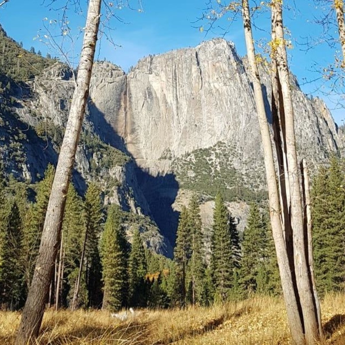 Yosemite 4 Day Tour – No Accommodation included Image 3 a tree in a forest