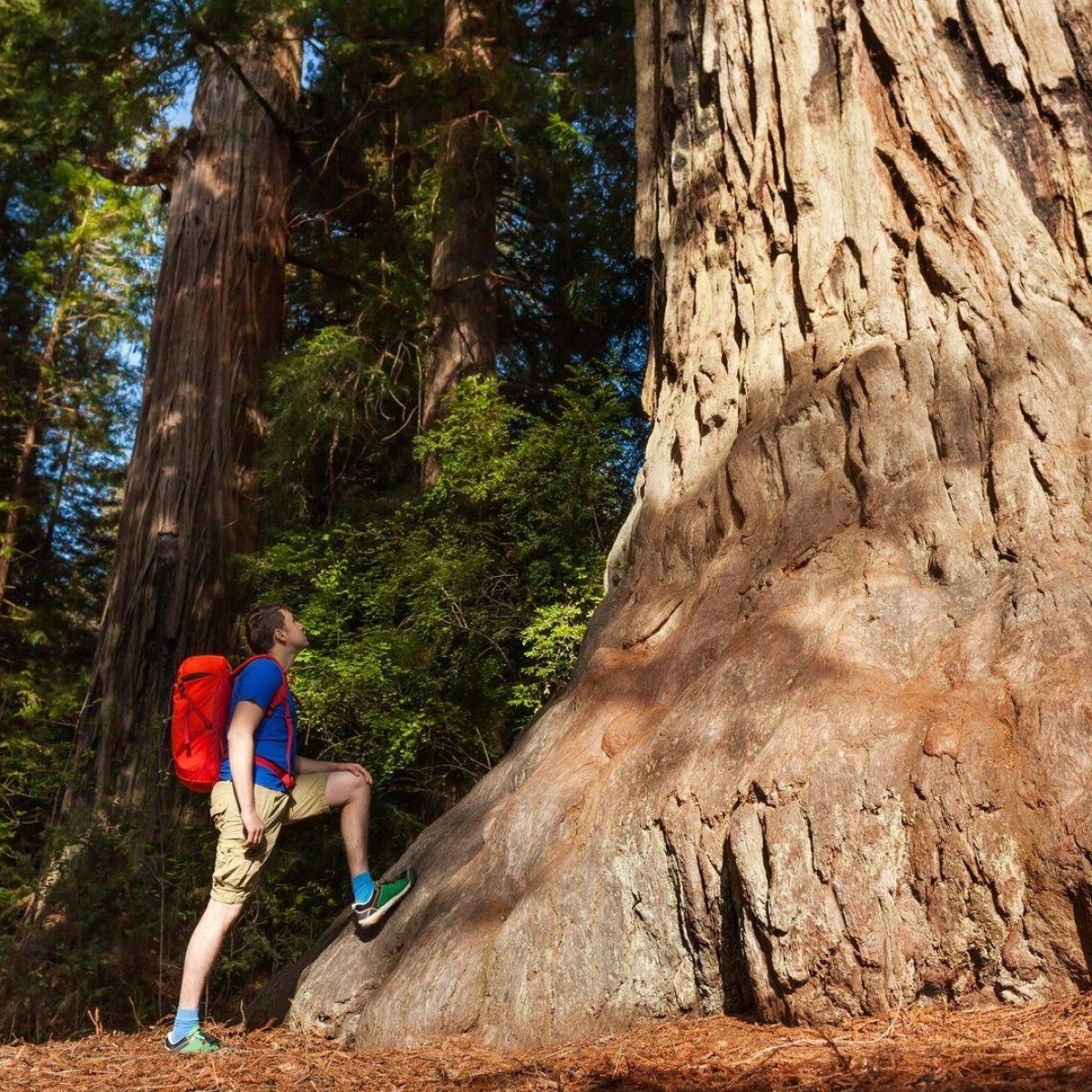 Yosemite and Giant Sequoias One-Day Tour from San Francisco Image 4 a man standing next to a tree