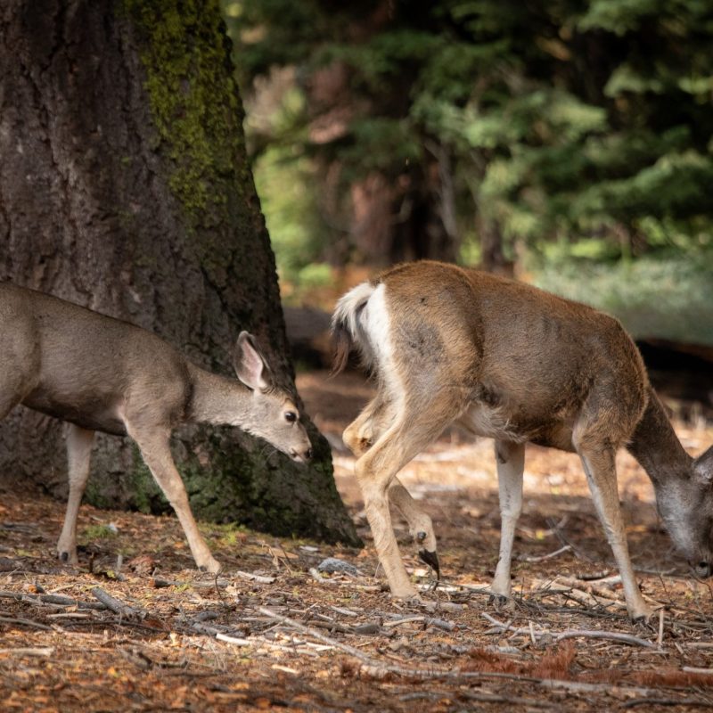 a group of sheep standing on top of a dirt field