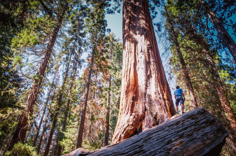 giant sequoia yosemite giant sequoia yosemite
