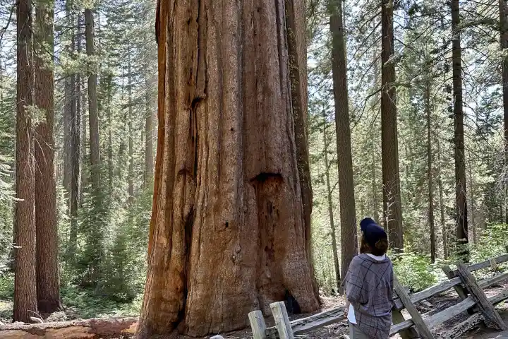 A person in a forest stands near a massive tree, with wooden fencing in the foreground.