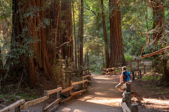 a person sitting on a bench next to a tree